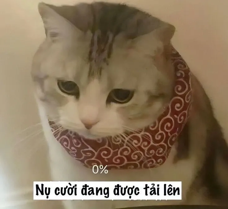 Meme xin lỗi chân thành ngọt ngào, dễ dàng làm tan chảy mọi trái tim.