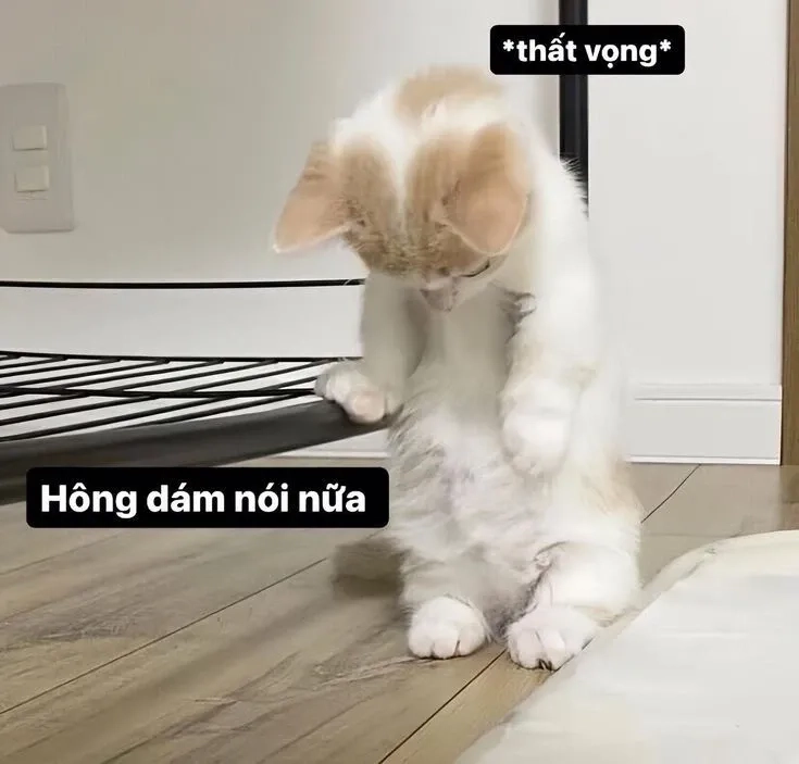 Meme em bé xin lỗi dễ thương làm ai cũng mềm lòng.