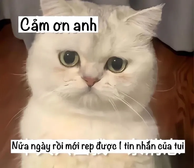 Meme xin lỗi mà ngộ nghĩnh, thể hiện sự đáng yêu bất tận.