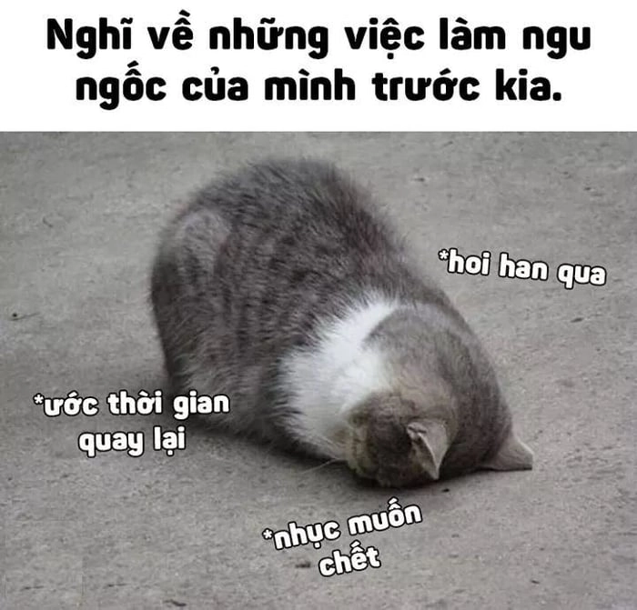 Meme penguin đáng yêu và hài hước với chú chim cánh cụt vui nhộn.