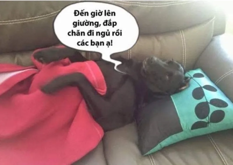 Hãy chia sẻ meme mới ngủ dậy cho bạn bè sáng nay nhé!