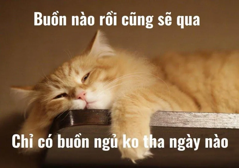 Mèo đang ngủ và mèo ngủ meme này thật đáng yêu.