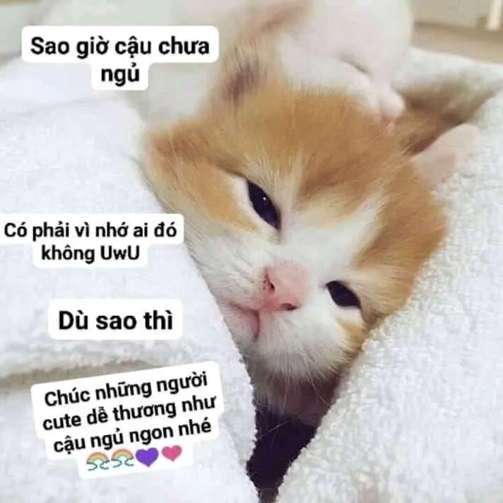 Chắc chắn bạn sẽ yêu thích meme mèo mới ngủ dậy này.