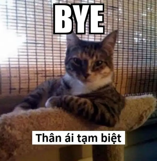 Bye bye meme mewing đáng yêu, phù hợp mọi tình huống.