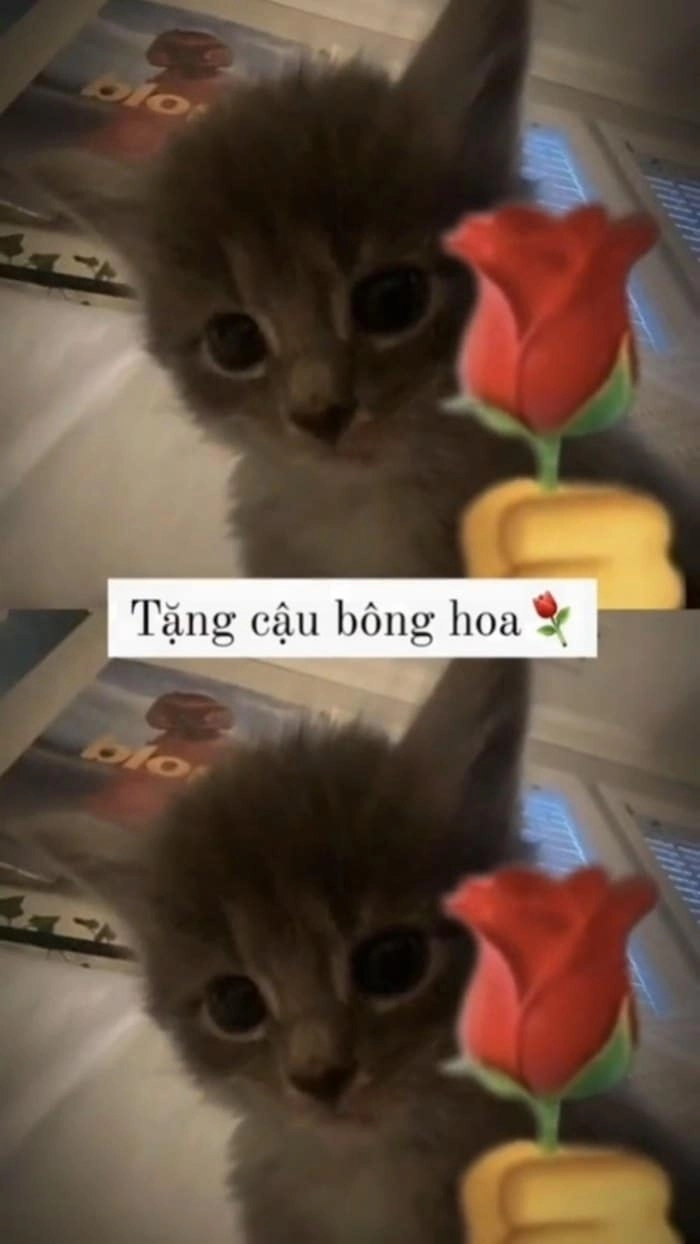 Ảnh meme tặng nhẫn phù hợp để chia sẻ trong ngày đặc biệt.