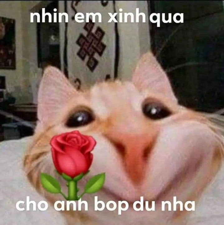 Meme ảnh mèo tặng nhẫn là món quà cực kỳ dễ thương.