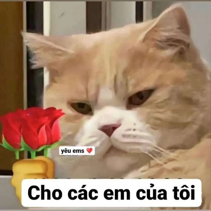 Tặng hoa hồng meme mèo cute này chắc chắn sẽ làm bạn cảm thấy thích thú.