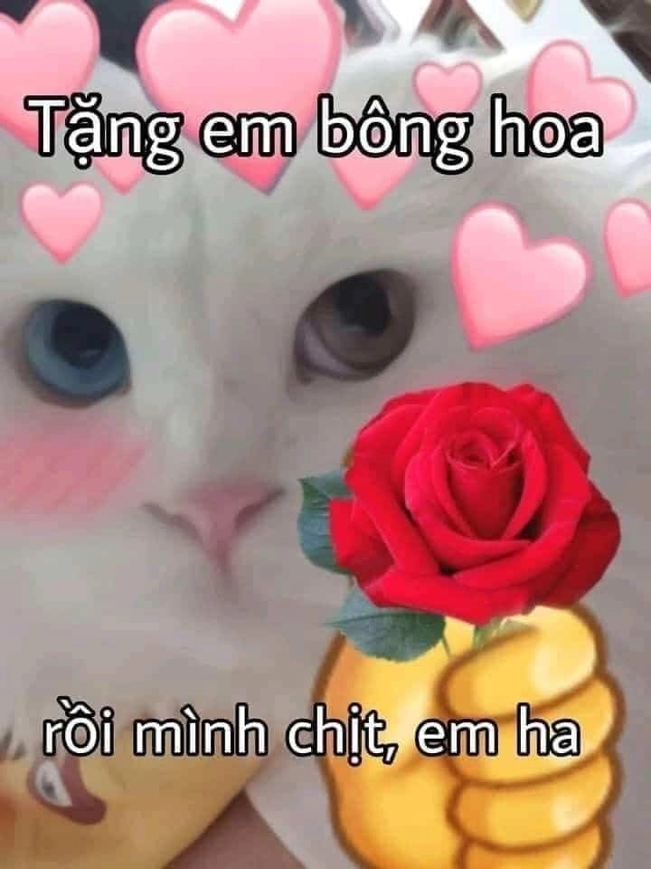 Meme tặng hoa mèo này cực kỳ dễ thương và đầy tình cảm.