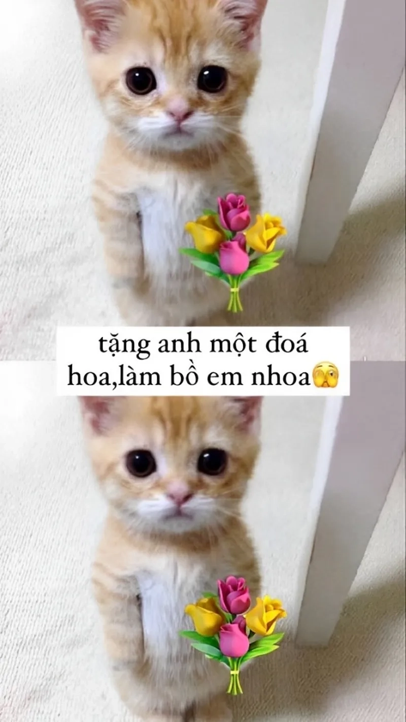 Meme con mèo tặng hoa này sẽ mang lại sự ngọt ngào và đáng yêu cho bạn.