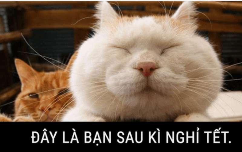 Vẽ meme hài cực kỳ sáng tạo, khiến ai cũng phải cười.