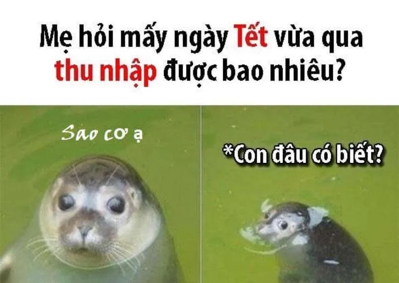 Meme hài mèo cực kỳ dễ thương khiến ai cũng thích.