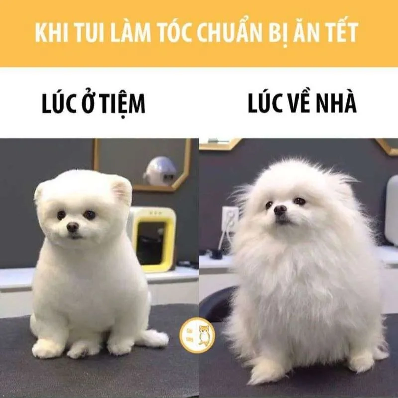 Meme ảnh chuột hamster hài hước khiến ai cũng phải bật cười.