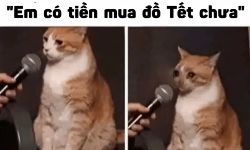 Nhộn hài meme chuột hamster mang đến tiếng cười bất tận.