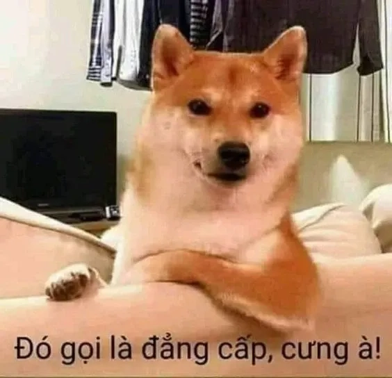 Tuyển tập meme doge việt nam đáng yêu và hài hước.