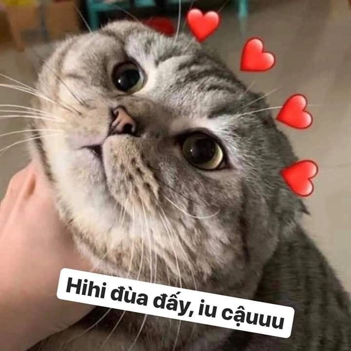 Meme ngủ ngon cute giúp bạn chia sẻ một lời chúc ngọt ngào trước khi đi ngủ.