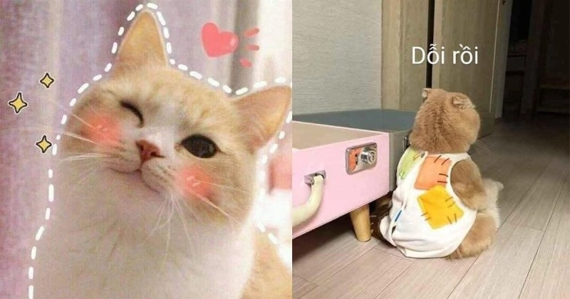 Meme em bé cute hài hước là biểu tượng của sự ngây thơ và dễ thương.