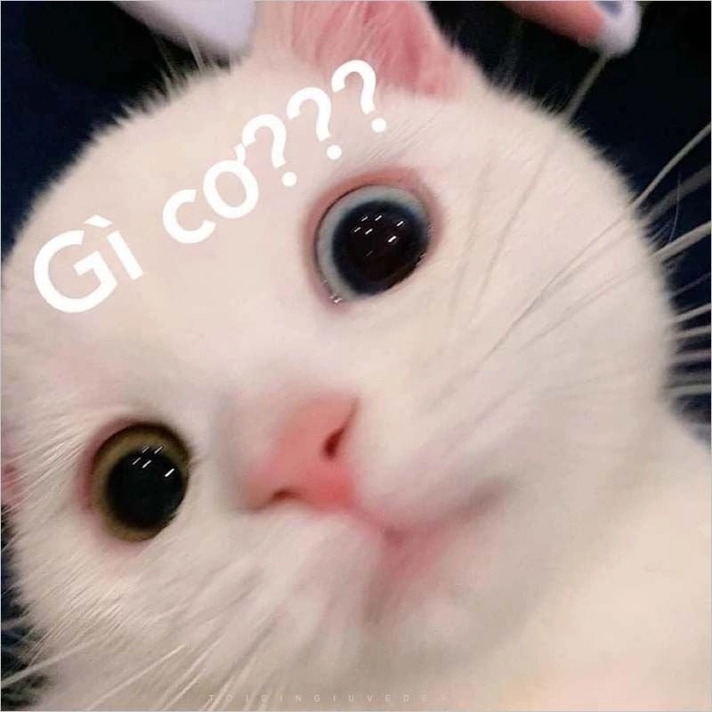 Meme cute, hài là sự kết hợp hoàn hảo của sự dễ thương và tiếng cười.