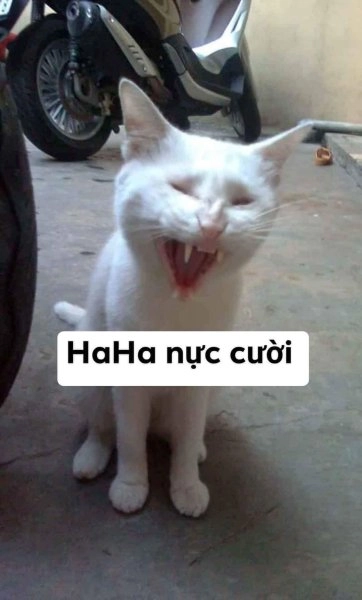 Meme mèo khóc cute là biểu tượng của sự dễ thương ngay cả khi có chút buồn.