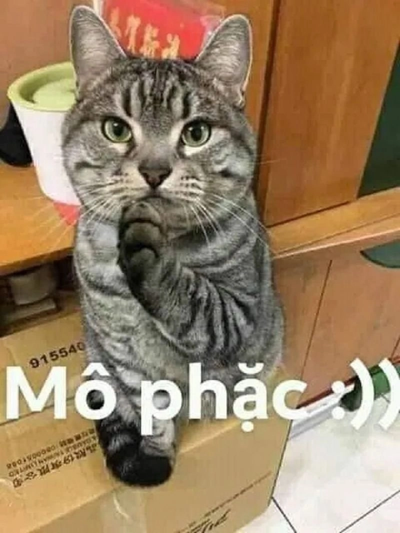 Avatar mèo cute meme là hình ảnh dễ thương, không thể thiếu trong bộ sưu tập.