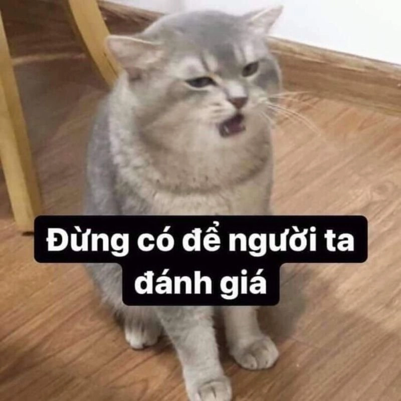 Cute meme mèo tặng hoa là cách tuyệt vời để gửi lời chúc đến bạn bè.