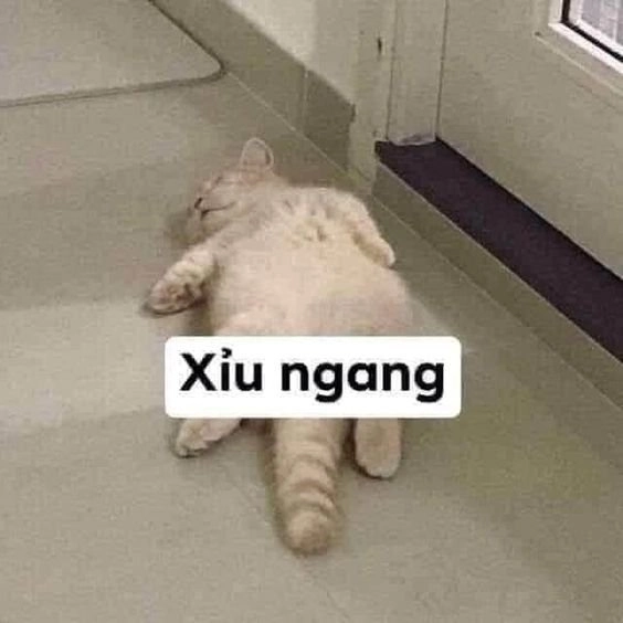 Chó meme cute luôn là lựa chọn yêu thích của những ai yêu thích sự dễ thương.