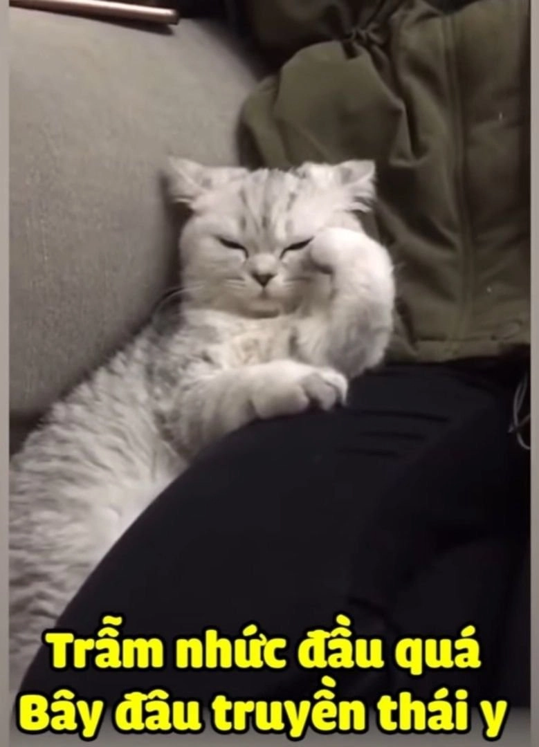 Chó cute meme khiến bạn không thể ngừng cười trước sự đáng yêu của chú chó.