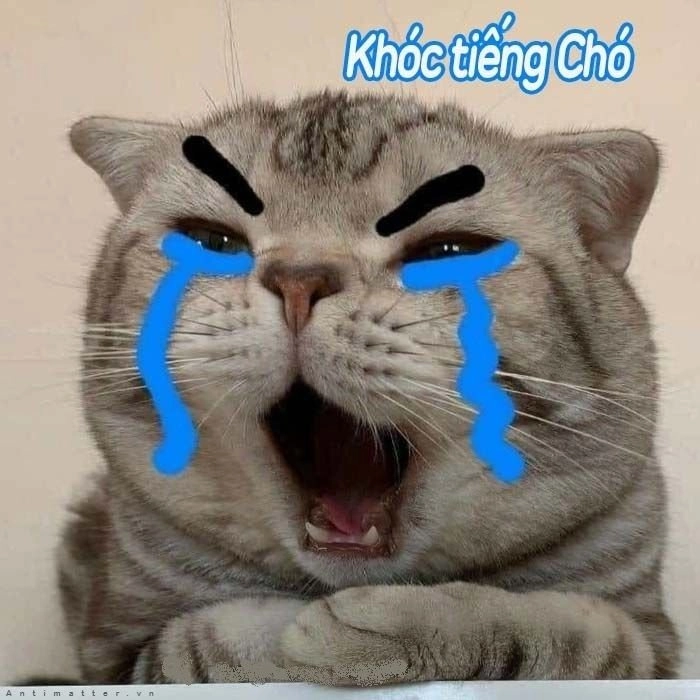 Meme ok cute là hình ảnh thể hiện sự dễ thương trong những tình huống thường ngày.