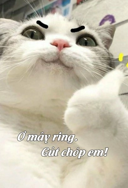 Meme xin lỗi cute là một cách ngọt ngào để thể hiện sự hối lỗi.