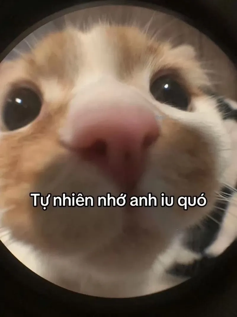 Hết thương cạn nhớ meme vừa hài vừa ý nghĩa.