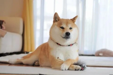 meme chó shiba cơ bắp này sẽ khiến bạn phải ngạc nhiên về độ dễ thương của chúng!