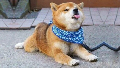 Cười thoải mái với con chó shiba meme này, chắc chắn sẽ khiến bạn thích thú!