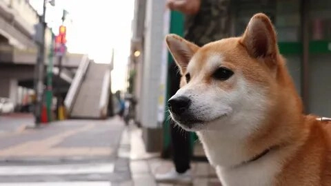 hình chó shiba meme này mang đến một không khí vui tươi và dễ thương!