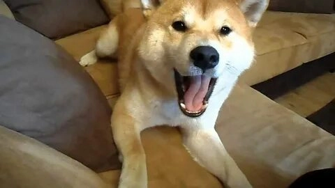 meme shiba bonk này chắc chắn sẽ khiến bạn bật cười không ngừng!