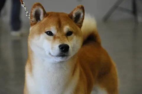 doge shiba inu dog meme này là lựa chọn tuyệt vời cho những ai yêu thích meme vui nhộn!