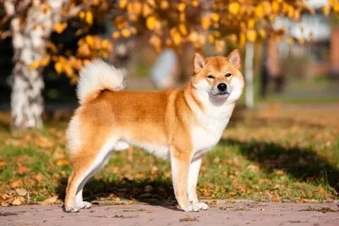 Chắc chắn shiba dog meme này sẽ mang lại nhiều tiếng cười và khoảnh khắc vui vẻ!