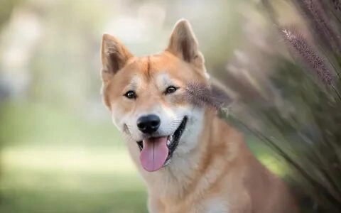 shiba meme chó shiba cực kỳ dễ thương, mang lại những phút giây thư giãn!