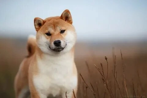 shiba inu meme coin này có thể khiến bạn không thể nhịn cười!