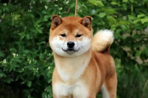 chó shiba meme mặt cực kỳ ngộ nghĩnh, ai nhìn vào cũng phải cười!