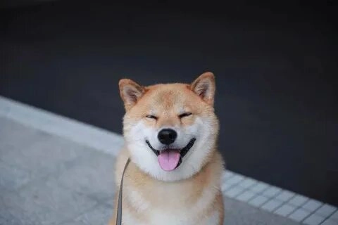 shiba smile meme sẽ mang lại một ngày mới tươi sáng và đầy năng lượng cho bạn!