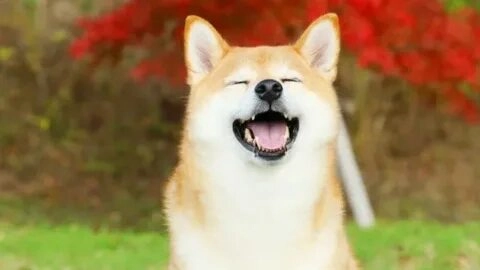 shiba inu shiba inu dog meme này khiến bạn cảm thấy yêu thích sự dễ thương vô đối!