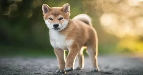 Chắc chắn meme dog shiba này sẽ mang đến sự hài hước và dễ thương không ngừng!