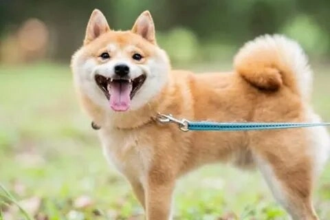 shiba inu dog meme cực kỳ hài hước và dễ thương, là món ăn tinh thần tuyệt vời!