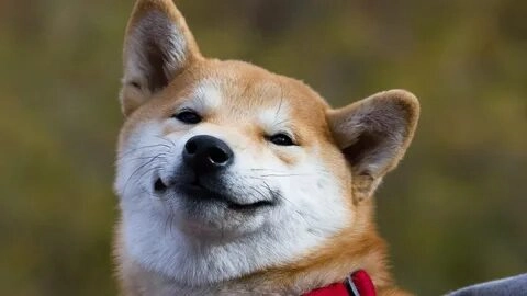 dog meme shiba này sẽ giúp bạn thư giãn và cảm thấy vui vẻ hơn!