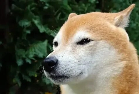 meme chó shiba cầm gậy này cực kỳ vui nhộn và đáng yêu!