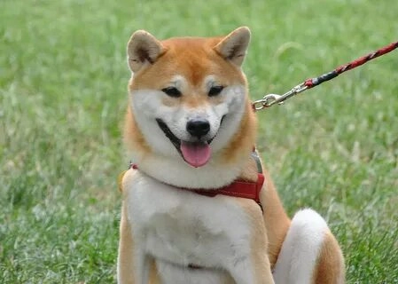 Một dog shiba meme đáng yêu chắc chắn sẽ mang lại nhiều tiếng cười cho bạn!