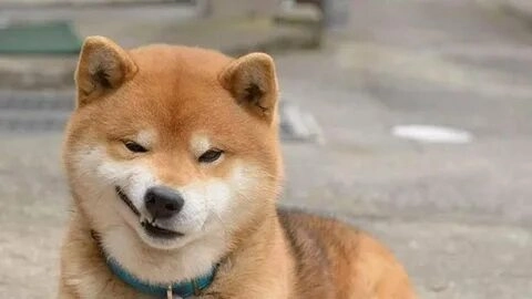 chó shiba cười meme này sẽ khiến trái tim bạn tan chảy vì độ đáng yêu!