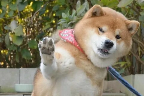 vảnh chó shiba meme luôn làm người xem phải phì cười với sự dễ thương của nó!aảnh chó shiba meme luôn làm người xem phải phì cười với sự dễ thương của nó!