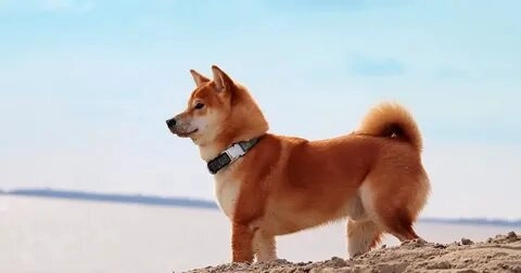 hình ảnh chó shiba meme cực kỳ dễ thương, đừng bỏ lỡ nếu bạn yêu thích sự ngộ nghĩnh!