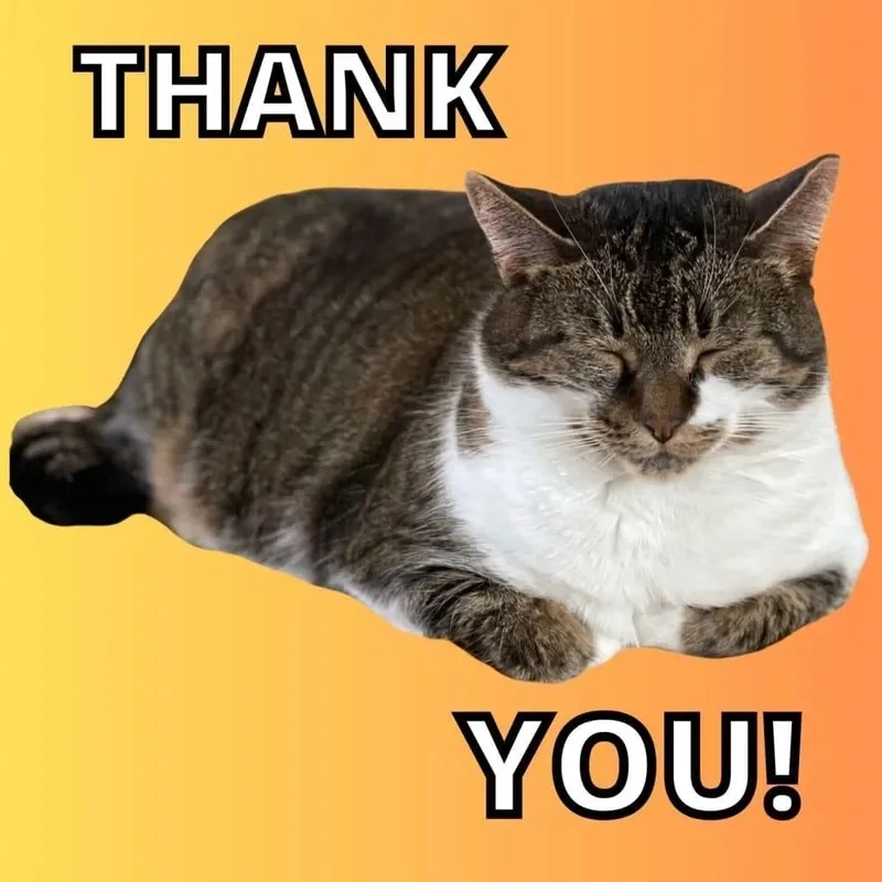 Meme cat thank you này sẽ khiến bạn không thể ngừng cười với chú mèo dễ thương và hài hước.