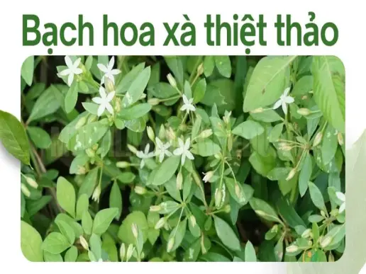 Cây Bạch Hoa Xà Thiệt Thảo - Bí quyết tự nhiên thanh lọc cơ thể